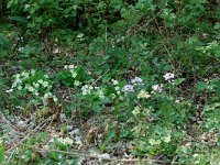 Primula acaulis 25, Stengelloze sleutelbloem, Saxifraga-Willem van Kruijsbergen