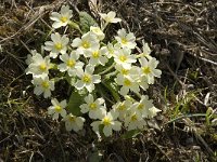 Primula acaulis 27, Stengelloze sleutelbloem, Saxifraga-Jan van der Straaten