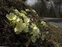 Primula acaulis 29, Stengelloze sleutelbloem, Saxifraga-Marijke Verhagen