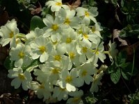 Primula acaulis 3, Stengelloze sleutelbloem, Saxifraga-Jan van der Straaten