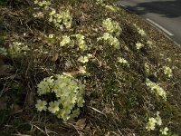 Primula acaulis 31, Stengelloze sleutelbloem, Saxifraga-Marijke Verhagen