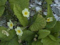 Primula acaulis 34, Stengelloze sleutelbloem, Saxifraga-Willem van Kruijsbergen