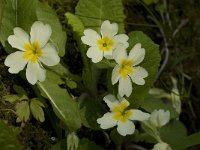 Primula acaulis 36, Stengelloze sleutelbloem, Saxifraga-Willem van Kruijsbergen