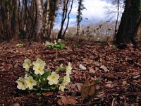 Primula acaulis 37, Stengelloze sleutelbloem, Saxifraga-Hans Dekker