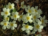 Primula acaulis 4, Stengelloze sleutelbloem, Saxifraga-Marijke Verhagen