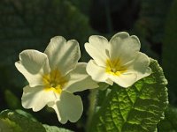 Primula acaulis 40, Stengelloze sleutelbloem, Saxifraga-Hans Dekker