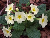 Primula acaulis 42, Stengelloze sleutelbloem, Saxifraga-Hans Dekker