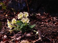 Primula acaulis 44, Stengelloze sleutelbloem, Saxifraga-Hans Dekker