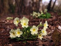 Primula acaulis 45, Stengelloze sleutelbloem, Saxifraga-Hans Dekker