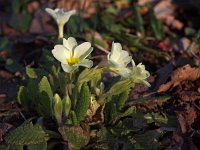 Primula acaulis 47, Stengelloze sleutelbloem, Saxifraga-Hans Dekker