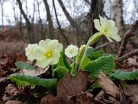 Primula acaulis 49, Stengelloze sleutelbloem, Saxifraga-Hans Dekker