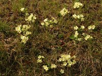 Primula acaulis 5, Stengelloze sleutelbloem, Saxifraga-Marijke Verhagen