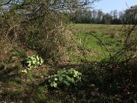 Primula acaulis 50, Stengelloze sleutelbloem, Saxifraga-Hans Boll