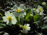 Primula acaulis 52, Stengelloze sleutelbloem, Saxifraga-Ed Stikvoort