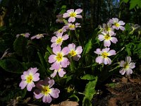 Primula acaulis 54, Stengelloze sleutelbloem, Saxifraga-Ed Stikvoort