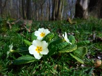 Primula acaulis 55, Stengelloze sleutelbloem, Saxifraga-Ed Stikvoort