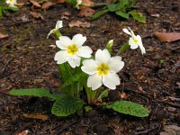 Primula acaulis 56, Stengelloze sleutelbloem, Saxifraga-Ed Stikvoort