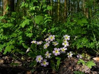 Primula acaulis 57, Stengelloze sleutelbloem, Saxifraga-Ed Stikvoort