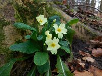 Primula acaulis 58, Stengelloze sleutelbloem, Saxifraga-Ed Stikvoort