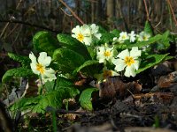 Primula acaulis 60, Stengelloze sleutelbloem, Saxifraga-Ed Stikvoort