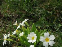 Primula acaulis 61, Stengelloze sleutelbloem, Saxifraga-Rutger Barendse