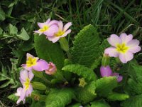 Primula acaulis 62, Stengelloze sleutelbloem, Saxifraga-Rutger Barendse