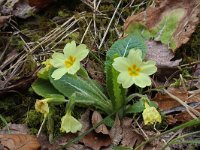 Primula acaulis 64, Stengelloze sleutelbloem, Saxifraga-Jeroen Willemsen