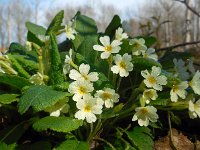 Primula acaulis 65, Stengelloze sleutelbloem, Saxifraga-Ed Stikvoort