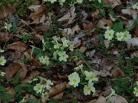 Primula acaulis 66, Stengelloze sleutelbloem, Saxifraga-Marijke Verhagen