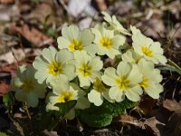 Primula acaulis 67, Stengelloze sleutelbloem, Saxifraga-Simone van Velzen