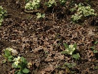 Primula acaulis 7, Stengelloze sleutelbloem, Saxifraga-Marijke Verhagen