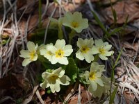 Primula acaulis 70, Stengelloze sleutelbloem, Saxifraga-Luuk Vermeer