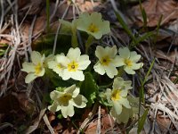 Primula acaulis 71, Stengelloze sleutelbloem, Saxifraga-Luuk Vermeer