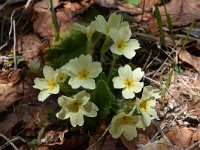 Primula acaulis 72, Stengelloze sleutelbloem, Saxifraga-Luuk Vermeer