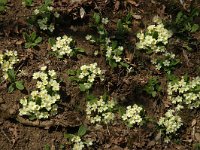 Primula acaulis 8, Stengelloze sleutelbloem, Saxifraga-Marijke Verhagen