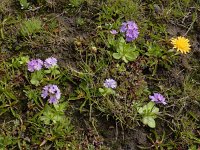 Primula algida 13, Saxifraga-Ed Stikvoort