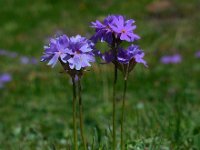 Primula algida 4, Saxifraga-Ed Stikvoort