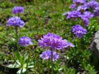 Primula algida 6, Saxifraga-Ed Stikvoort