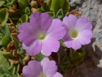 Primula allionii 13, Saxifraga-Harry Jans