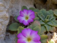 Primula allionii 14, Saxifraga-Harry Jans