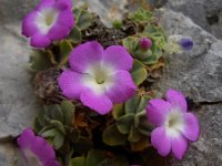 Primula allionii 17, Saxifraga-Harry Jans