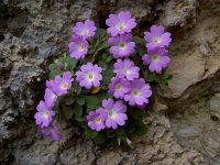 Primula allionii 20, Saxifraga-Harry Jans