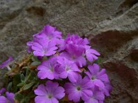 Primula allionii 21, Saxifraga-Harry Jans