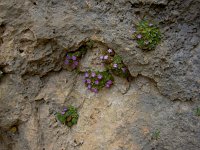 Primula allionii 22, Saxifraga-Harry Jans