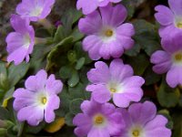 Primula allionii 24, Saxifraga-Harry Jans