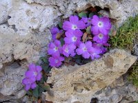 Primula allionii 28, Saxifraga-Harry Jans  Primula allionii