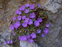 Primula allionii 29, Saxifraga-Harry Jans  Primula allionii