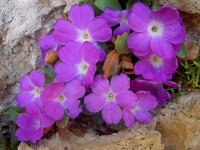 Primula allionii 5, Saxifraga-Harry Jans