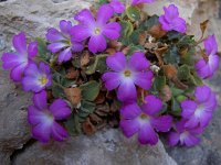 Primula allionii 7, Saxifraga-Harry Jans