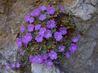 Primula allionii 8, Saxifraga-Harry Jans